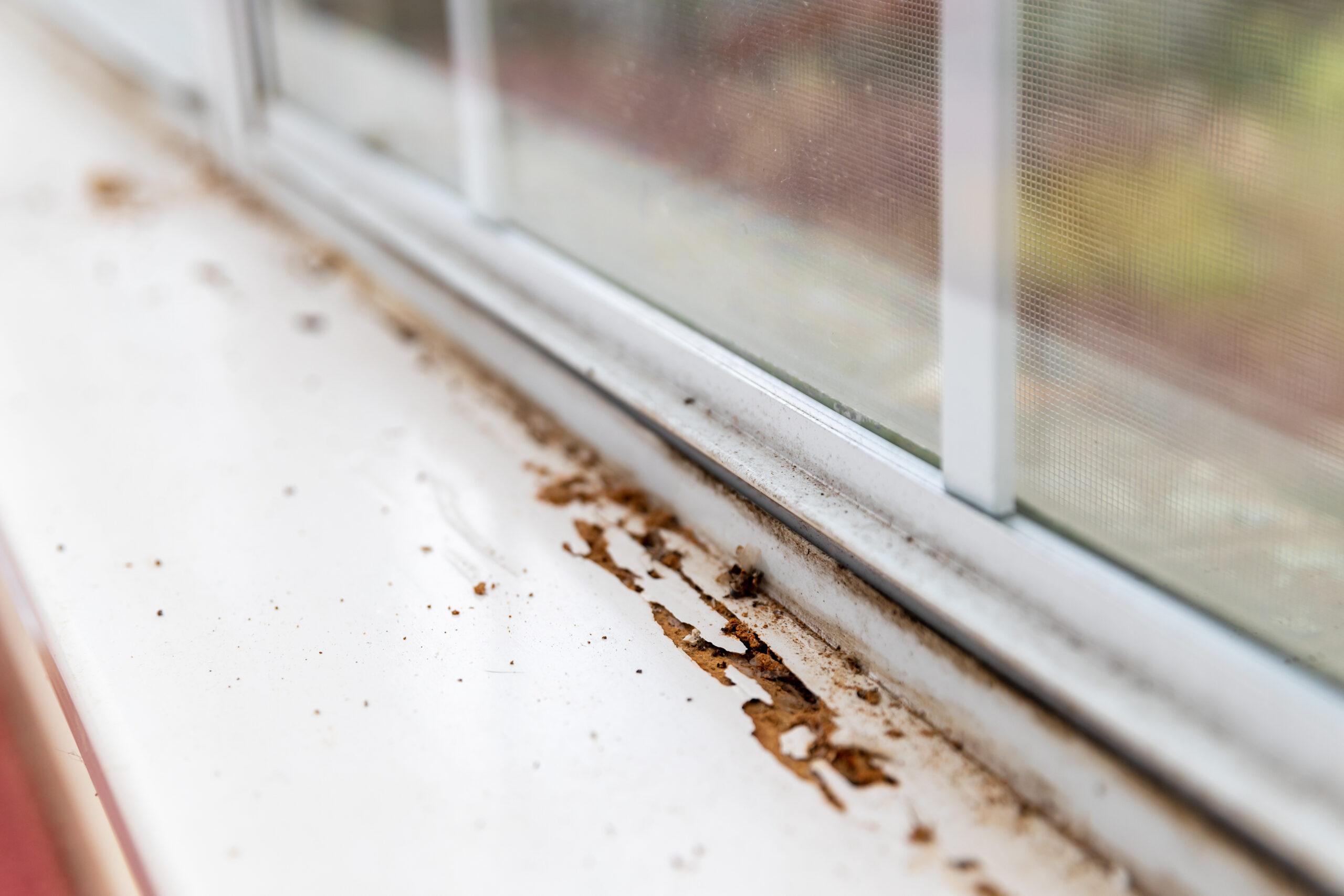 Termite swarmers and discarded wings on a windowsill during spring swarming season