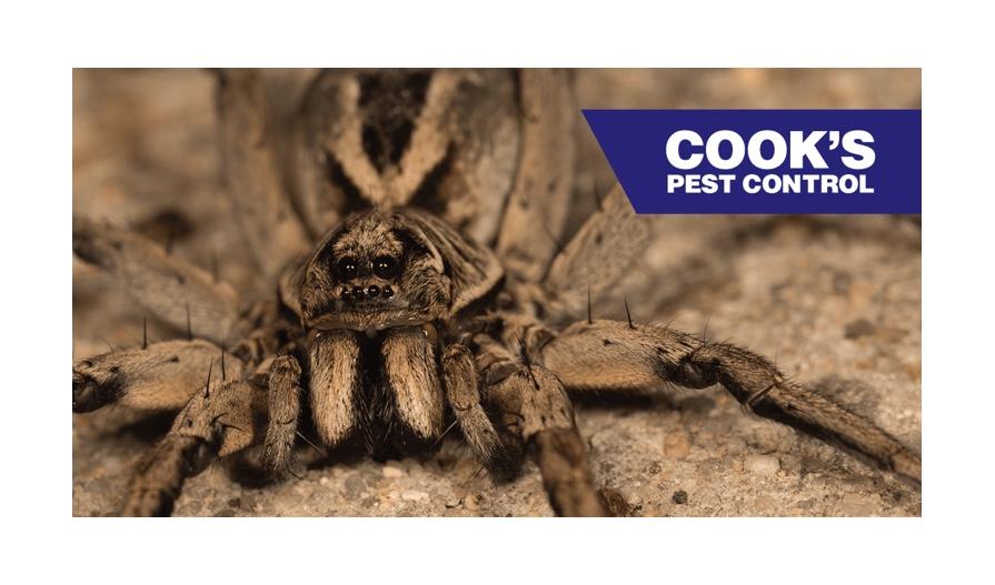 Close-up of a wolf spider with "Cook's Pest Control" logo.