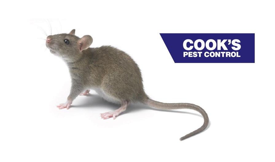 A mouse with the "Cook's Pest Control" logo in the corner.