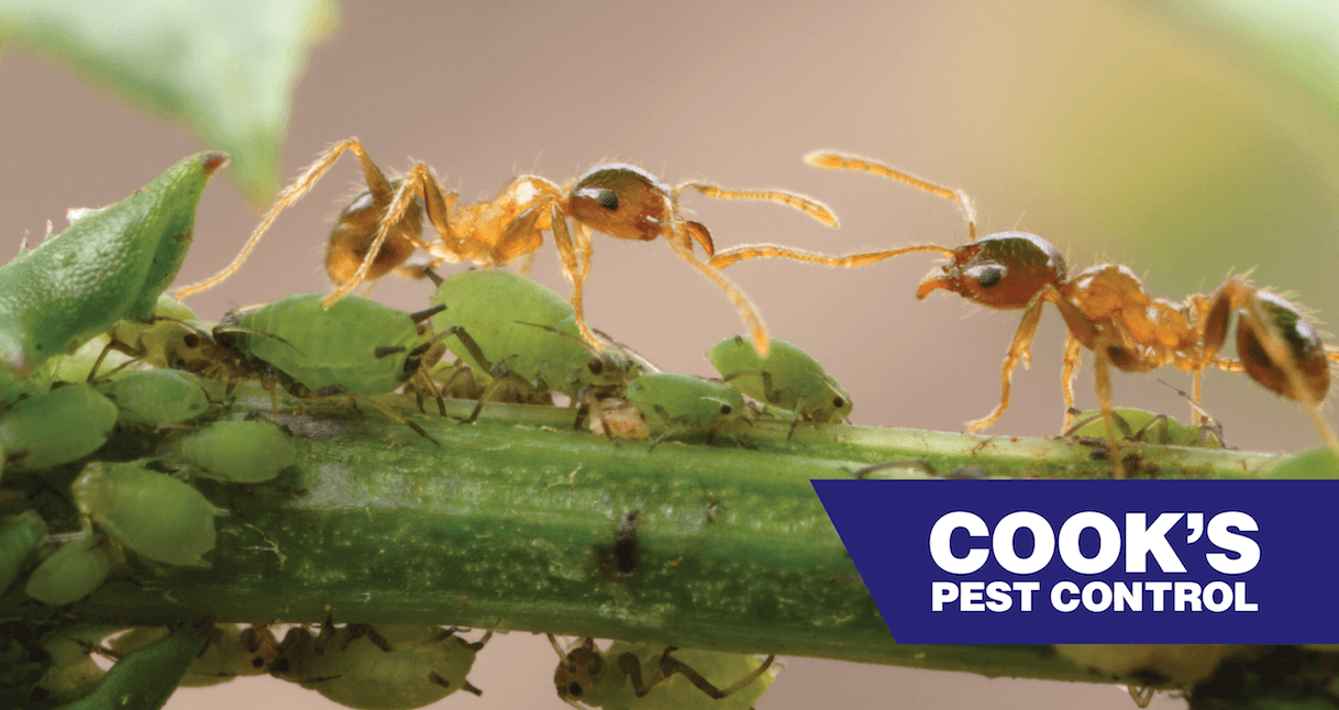 Two ants interacting over a cluster of aphids on a green stem, with Cook's Pest Control logo.