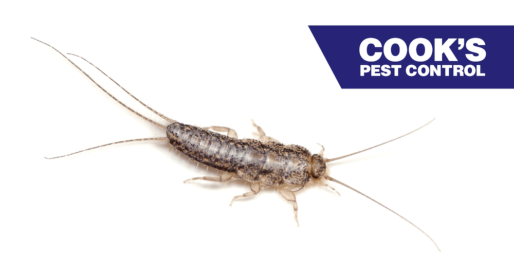 Close up of a silverfish insect with Cook's Pest Control logo