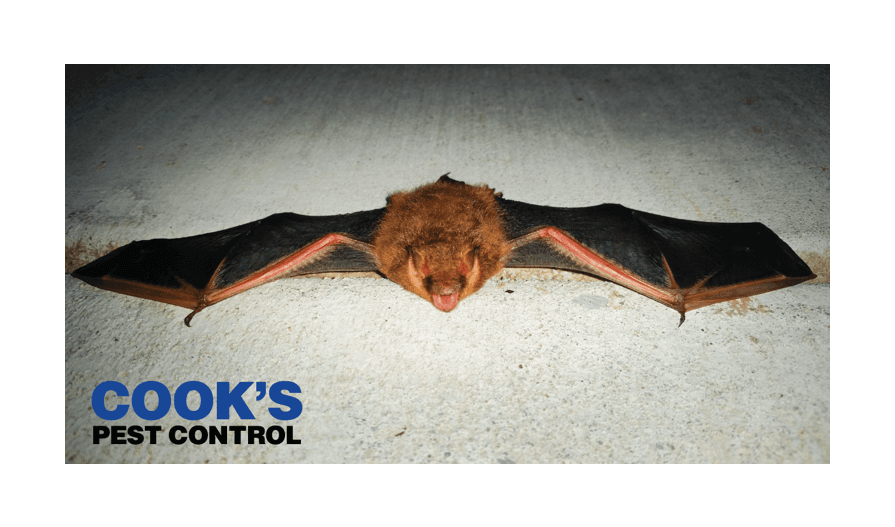 A bat lying on the ground with its wings spread, Cook's Pest Control logo