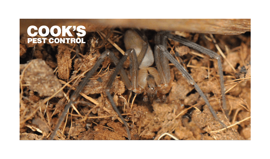 Brown recluse spier underneath brown foliage with Cook's Pest Control logo.