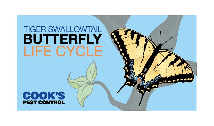 Cook's Pest Control guide to a tiger swallowtail butterfly life cycle.