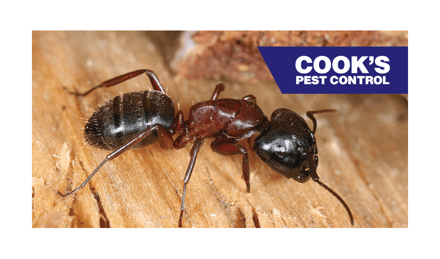 Carpenter ant on wood with Cook's Pest Control logo