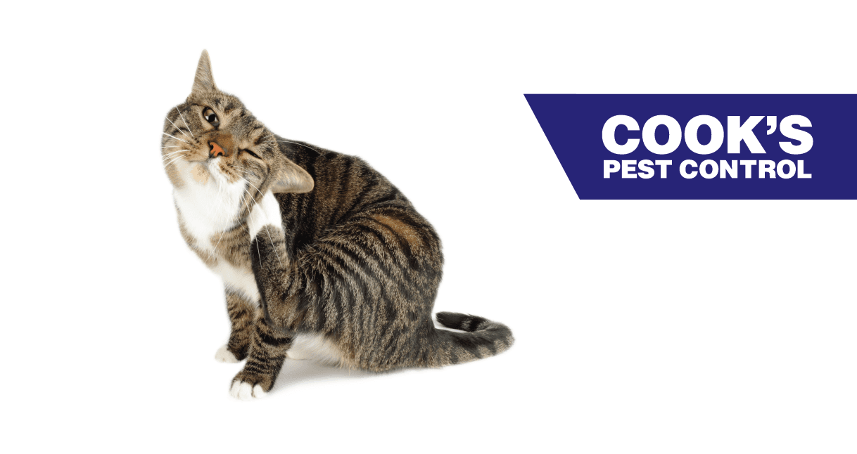 Tabby cat scratching fleas behind the ear on white background with Cook's Pest Control logo.