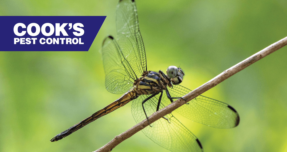 Dragonfly perched on a branch with Cook's Pest Control logo and green background.