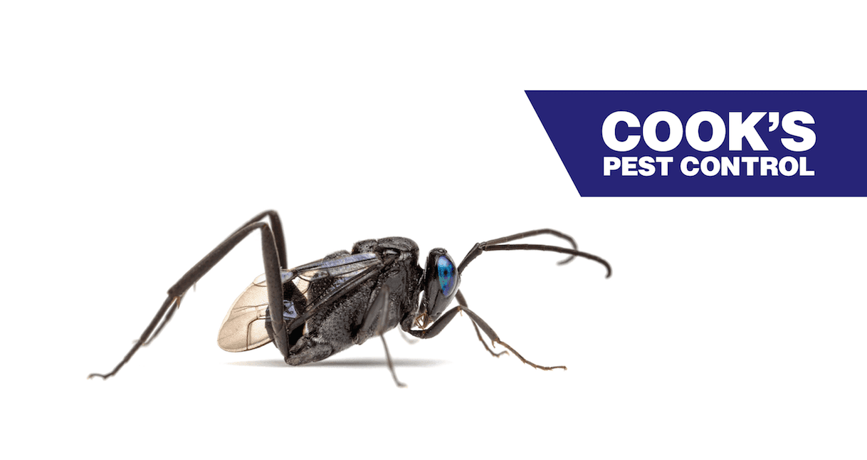 Closeup portrait of an Ensign Wasp on a white background with Cook's Pest Control logo.