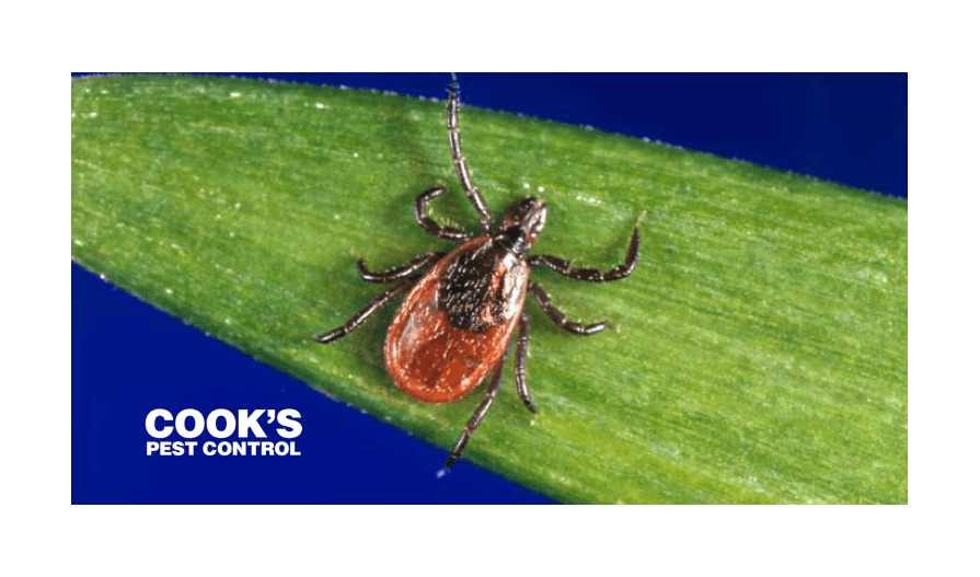 Tick embedded on a green leaf with blue background and Cook's Pest Control logo.