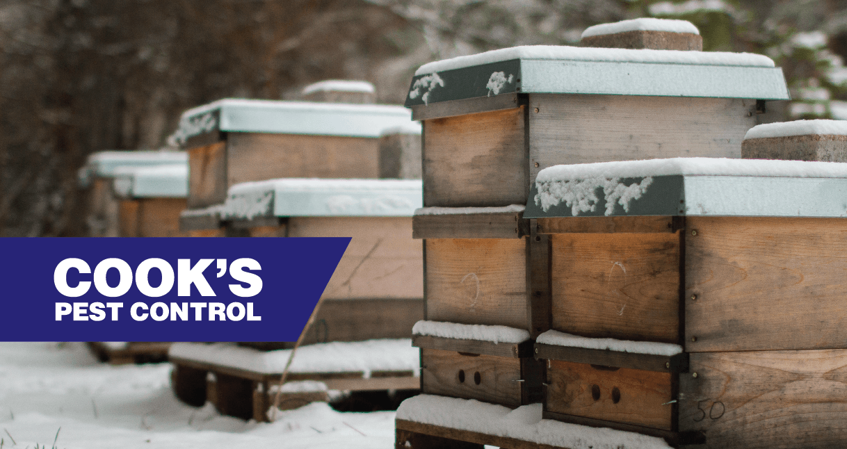 Snow-covered beehives in a row with the Cook's Pest Control logo in the foreground.