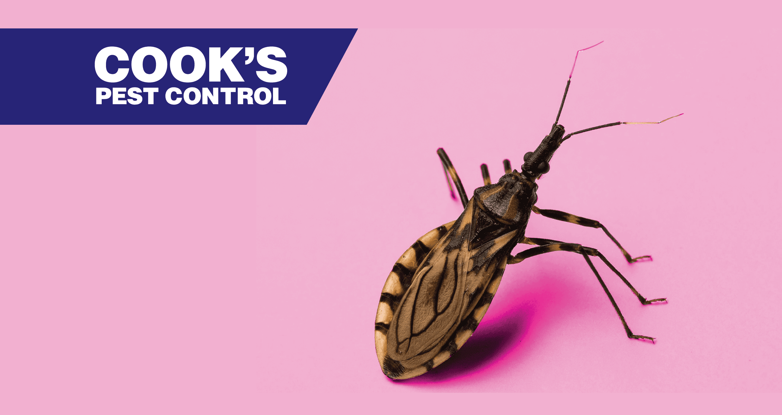 A close-up of a kissing bug on a vibrant pink background with the Cook's Pest Control logo in the corner.