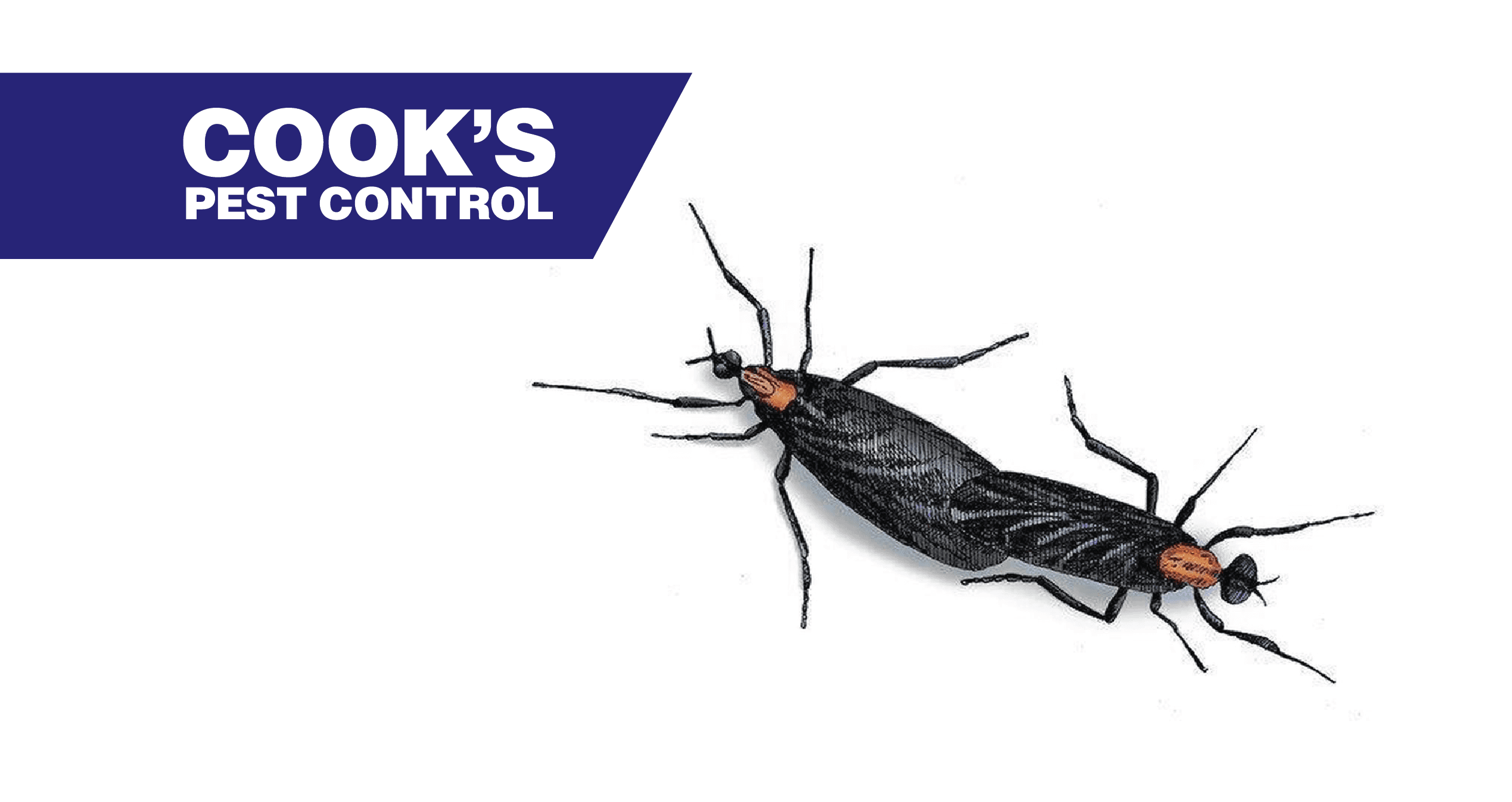 A pair of lovebugs against a white background, alongside the blue and white logo of Cook's Pest Control.