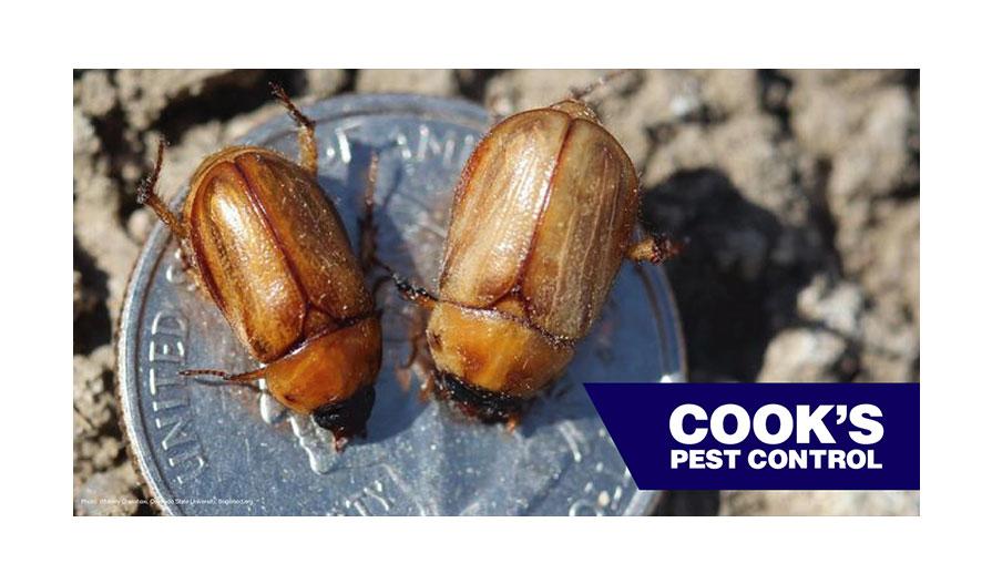 Two brown beetles on a quarter on the ground with 'Cook's Pest Control' logo in the corner