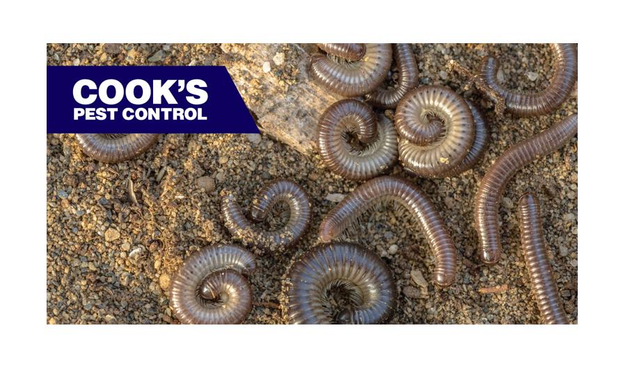 A group of coiled millipedes on sandy soil, with the Cook's Pest Control logo in the upper left corner.