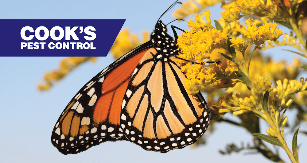 Monarch butterfly perched on a yellow flower against a blue background, with Cook's Pest Control logo in the left corner.