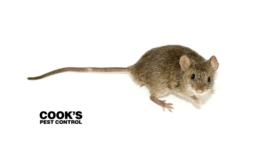 Photo of a simple brown mouse on white background with Cook's Pest Control logo.