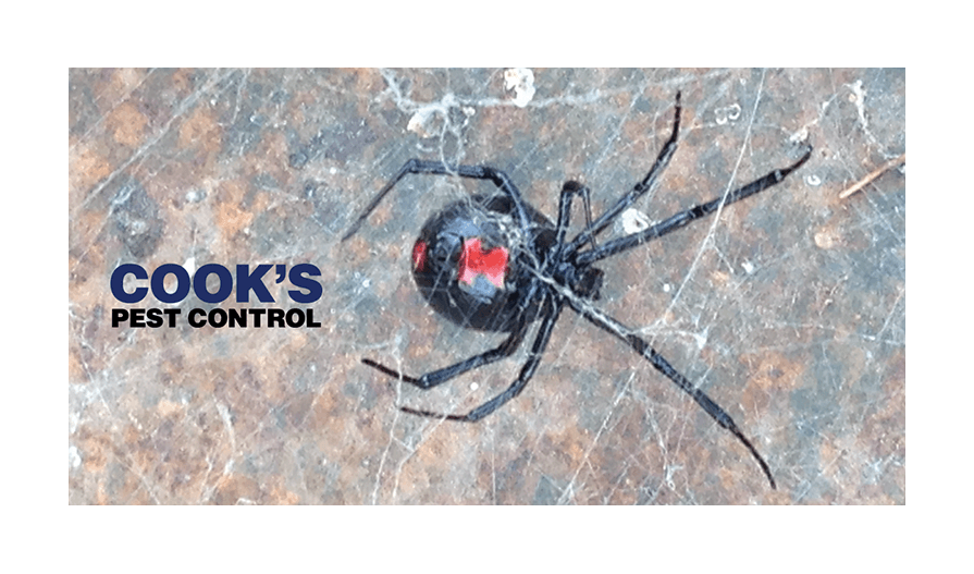 Female black widow spider in a spider's web with Cook's Pest Control logo