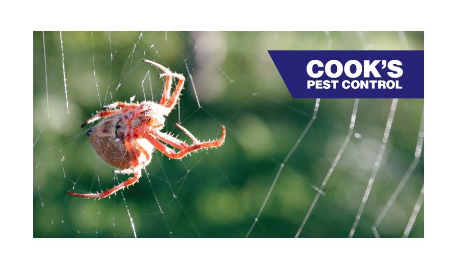 AN ORB WEAVER spider in the center of its web with a blurred green background, accompanied by the Cook's Pest Control logo in the corner.