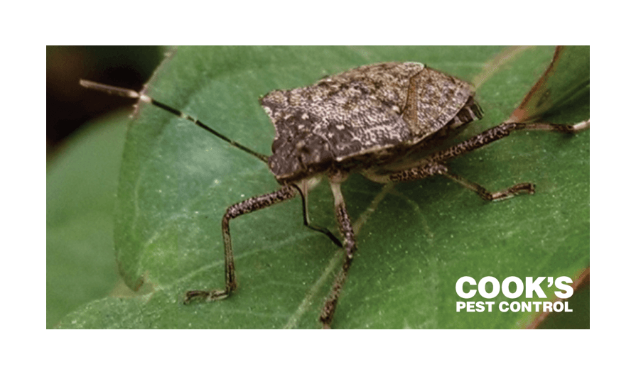 Brown insect on a green leaf with Cook's Pest Control Logo