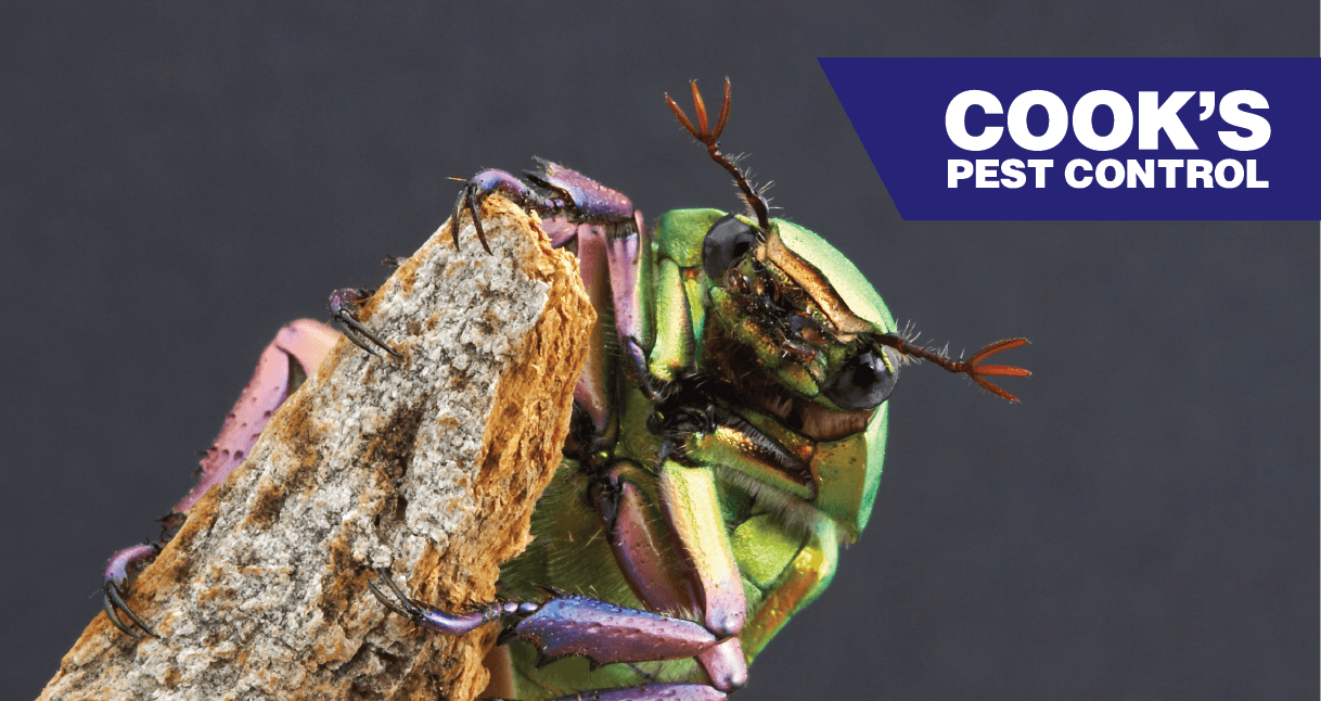 Closeup of a scarab beetle perched on a piece of food with Cook's Pest Control logo.