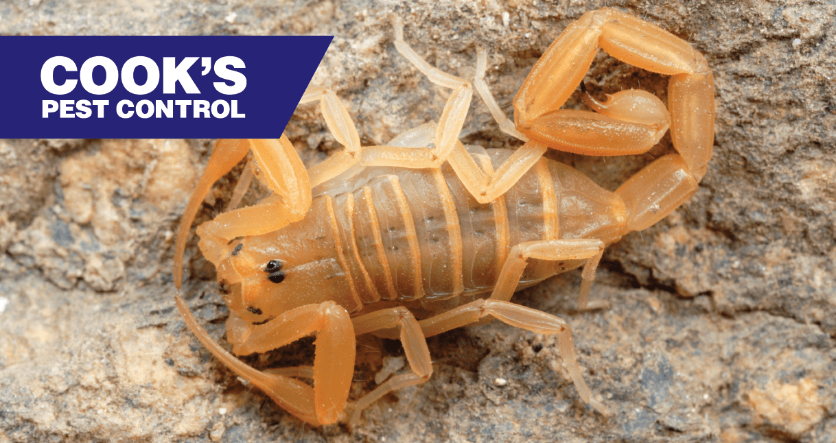 Closeup shot of a resting scorpion on a stone background with Cook's Pest Control logo.