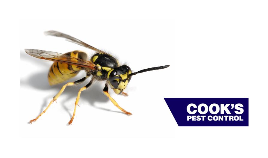 A close-up image of a wasp in profile with detailed yellow and black markings, positioned next to the Cook's Pest Control logo on a white background.