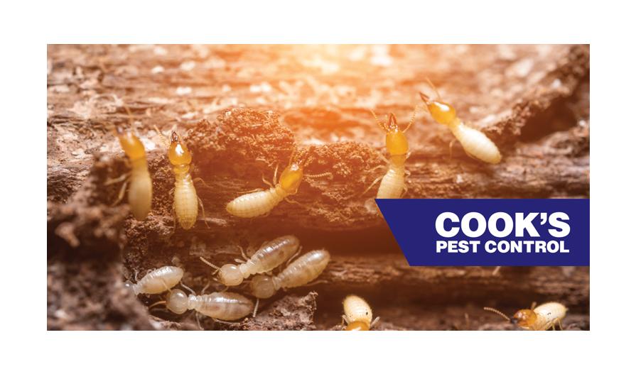 A group of termites on decayed wood with the Cook's Pest Control logo in the lower right corner.