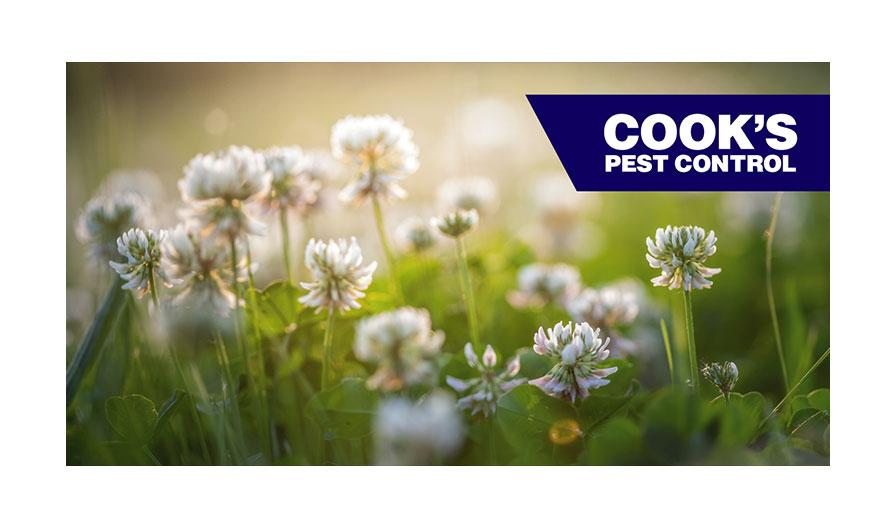 A field of white clover flowers bathed in sunlight with the "Cook's Pest Control" logo in the upper right corner.