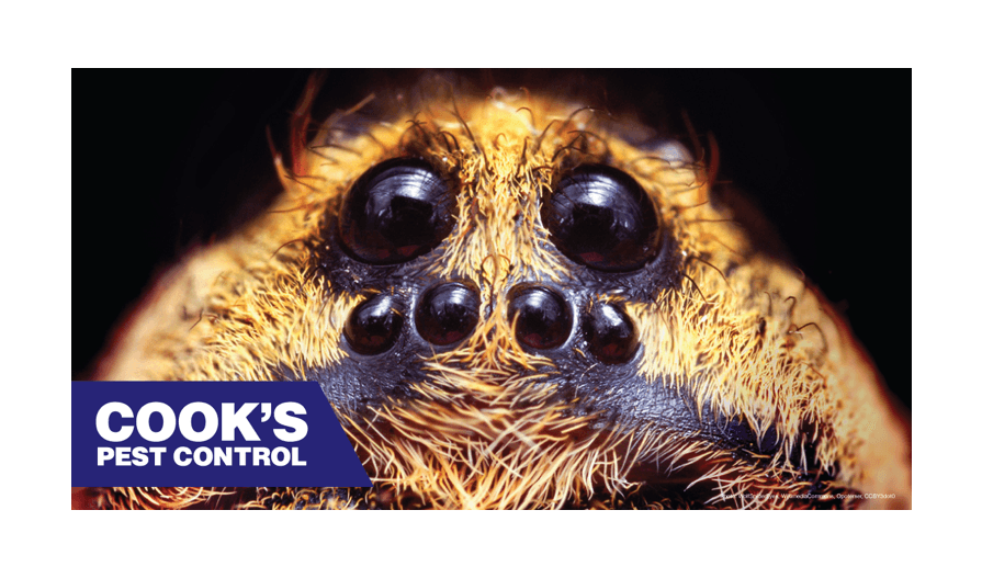 Close up shot of a spider's face and eyes with Cook's Pest Control Logo.