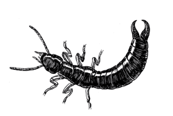 Earwigs