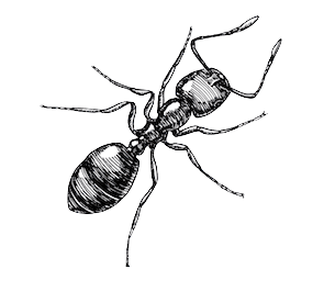 Detailed illustration of an ant on a transparent background.