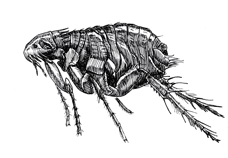 Pen illustration of a flea with detailed segments and appendages.