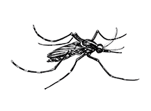 Anopheles Mosquitos