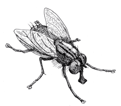 Detailed ink drawing of a fly with wings and legs poised for takeoff.