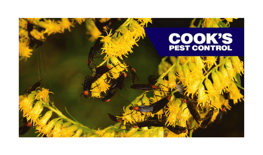 Several love bugs positioned on yellow flowers with Cook's Pest Control logo.