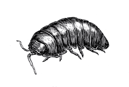 Common Pillbug and Sowbug