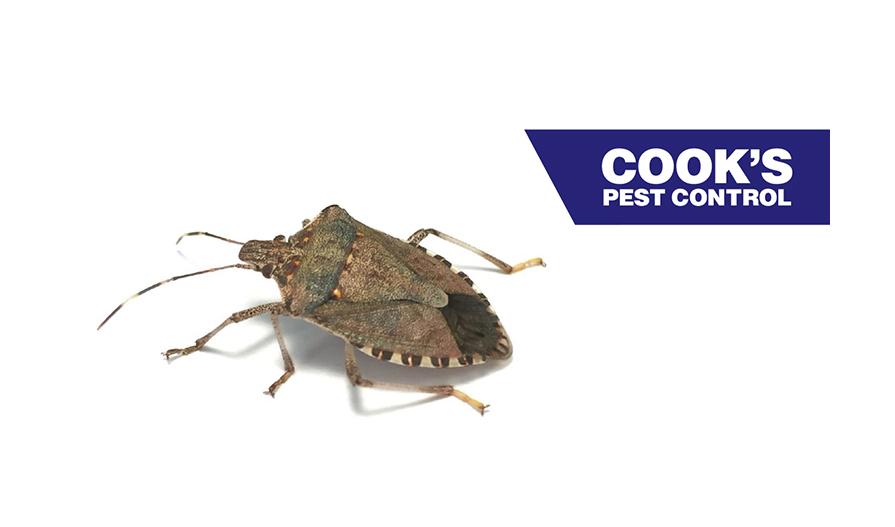 A brown stink bug on a white background with the Cook's Pest Control logo in the upper right corner