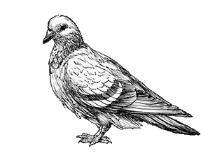 Black and white drawing of a pigeon standing on a gray background.