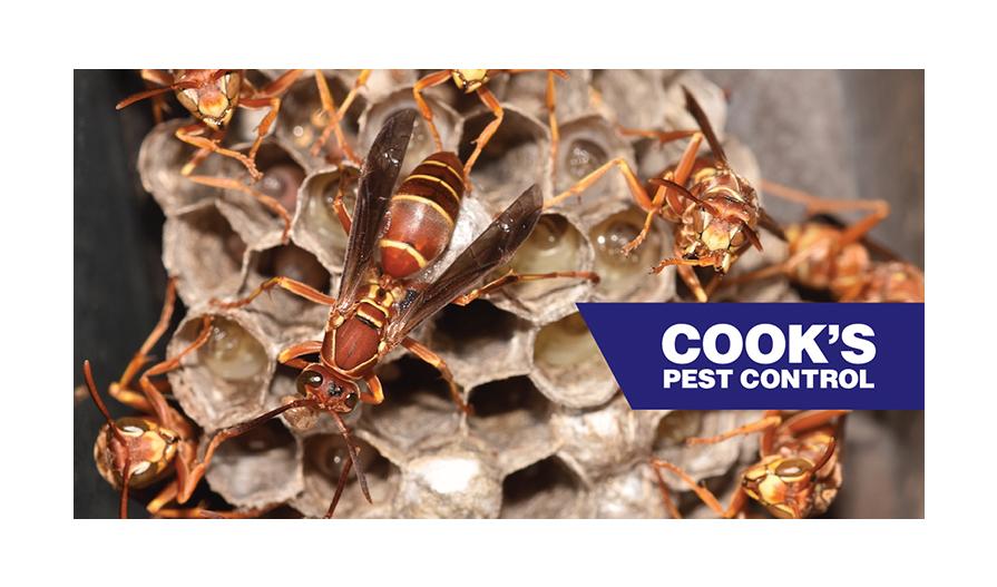 Red paper wasps tending to their nest with larvae visible in the cells, alongside the Cook's Pest Control logo on the lower right