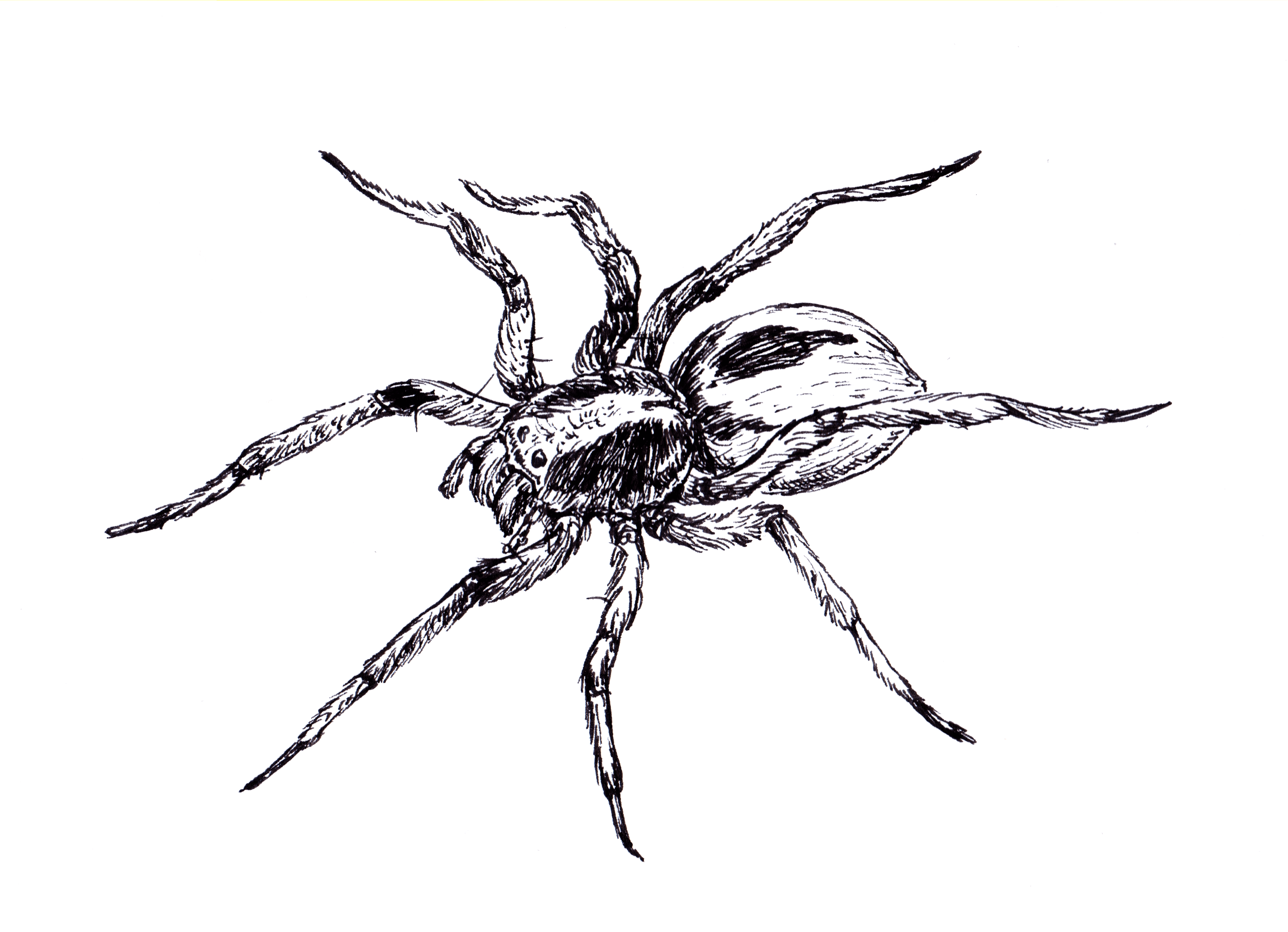 A detailed pen and ink drawing of a spider, showing fine lines to depict the texture of its body and legs.