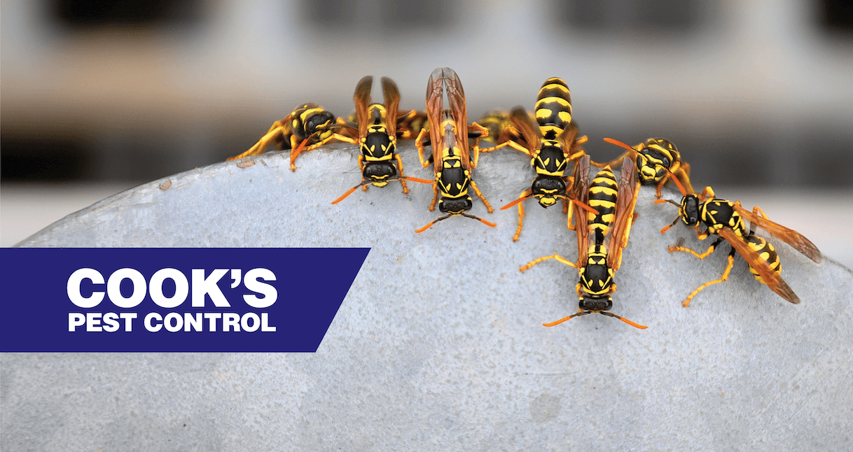 Group of wasps on a rock with Cook's Pest Control logo.