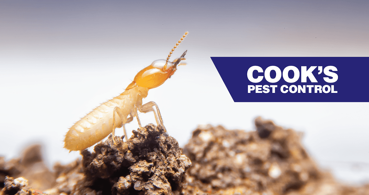 Termite on soil against a blurred background with Cook's Pest Control logo.