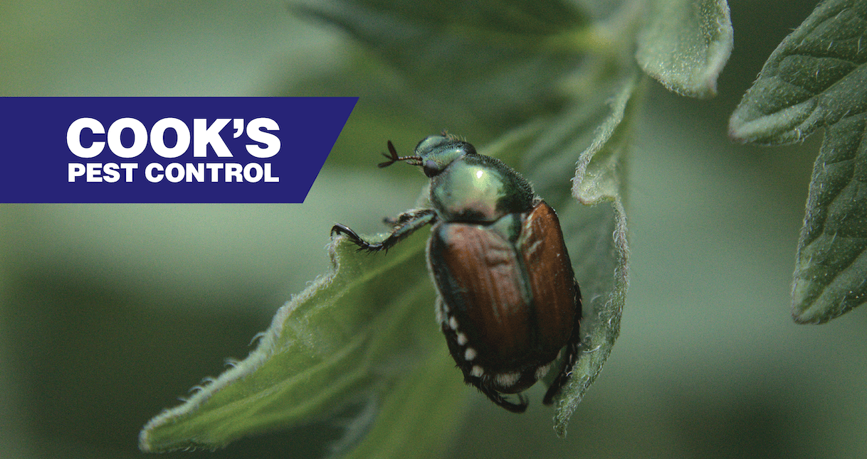 Beetle on a leaf with Cook's Pest Control logo on top left.