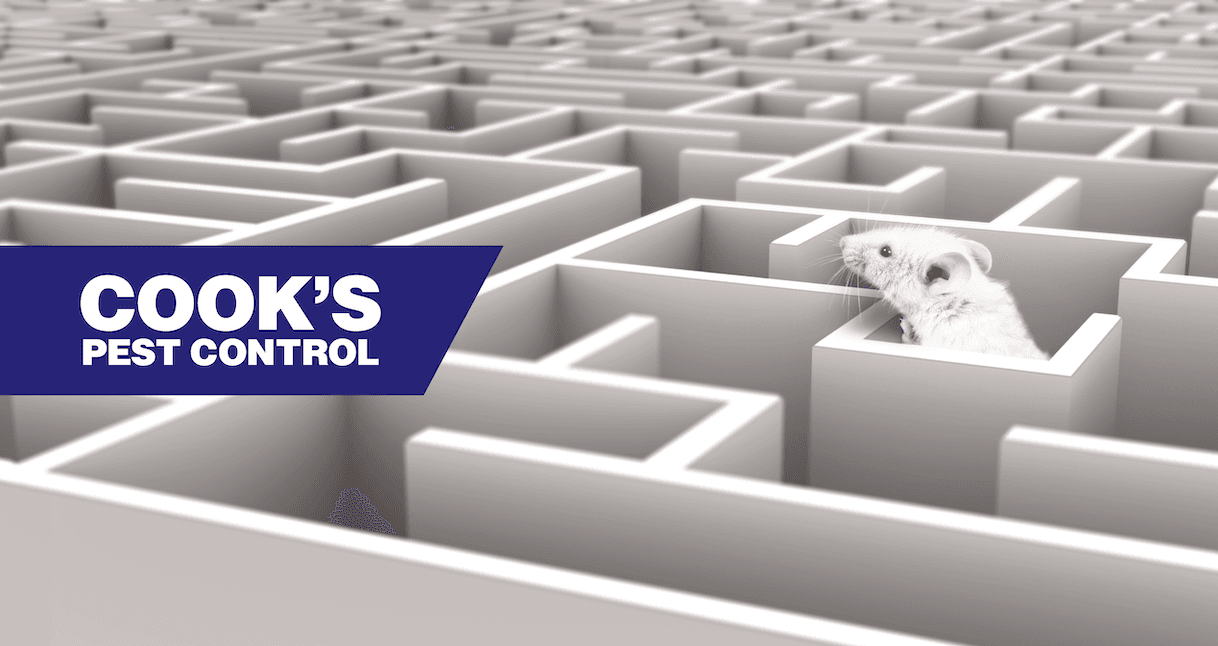 Mouse in a labyrinth with Cook's Pest Control logo in the corner.