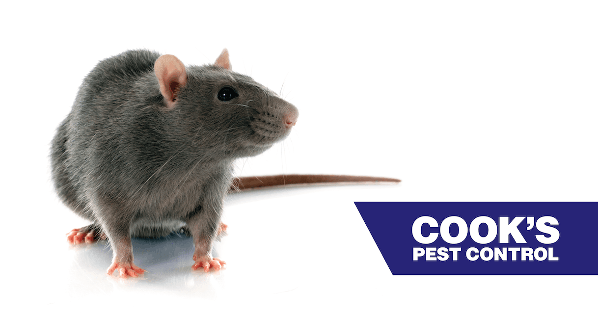 Rat on a white surface with the Cook's Pest Control logo to the right.