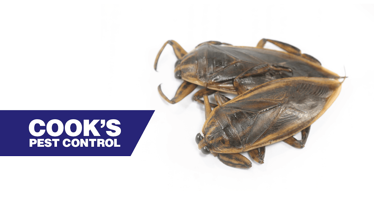 Two giant water bugs on a white background, with Cook's Pest Control logo.