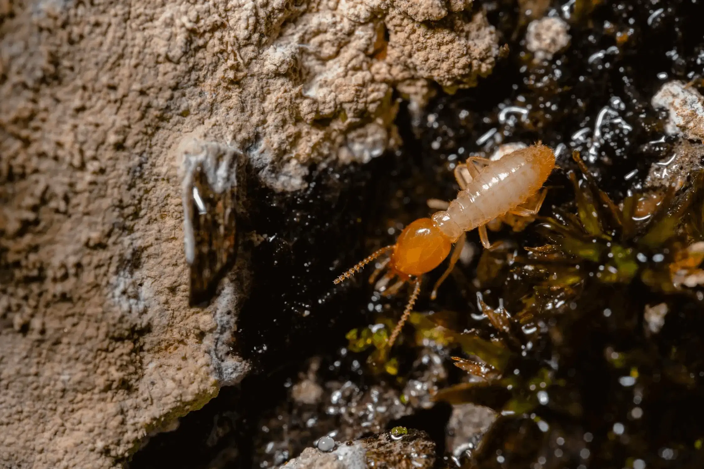 Termite crawling by a rock in dirt