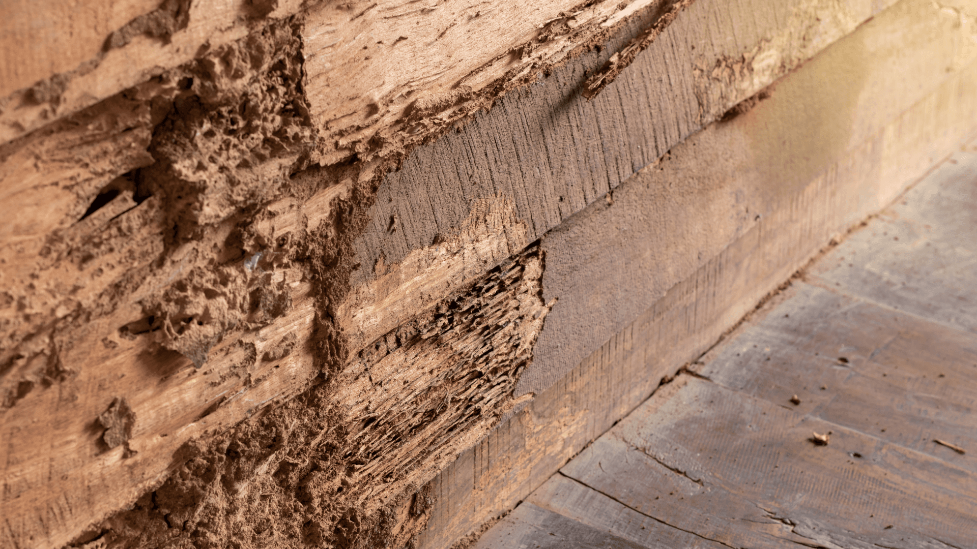 Close-up of termite-damaged wooden wall, showing severe structural damage caused by wood-eating termites, emphasizing the importance of termite prevention in Southern homes.