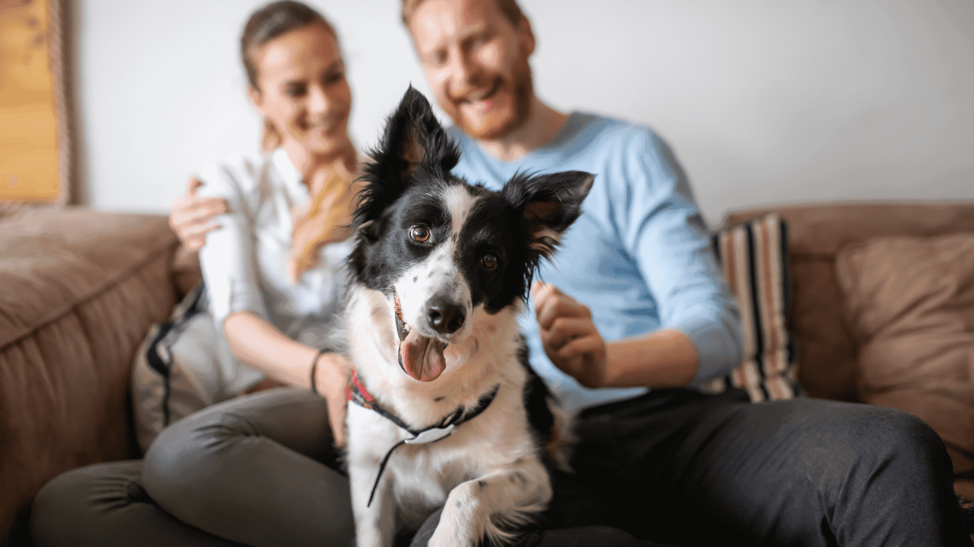 Happy couple with their Border Collie feeling safe and protected at home with pet-friendly pest control from Cook's Pest Control.