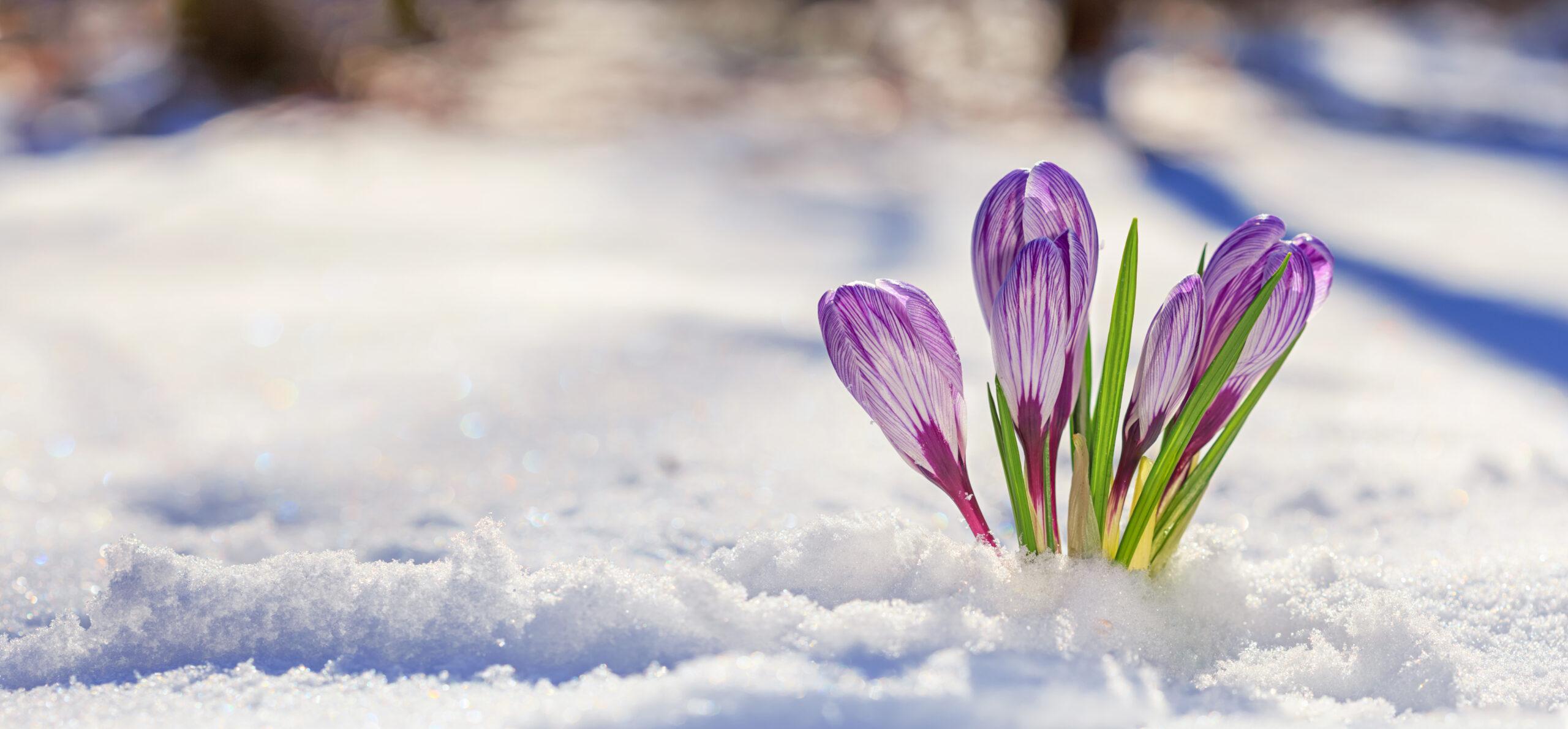 Early pest prevention in February as spring flowers emerge through winter snow